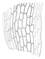 Blindia lewinskyae, alar cells. Drawn from A.J. Fife 11138, CHR 515100.
 Image: R.C. Wagstaff © Landcare Research 2015 